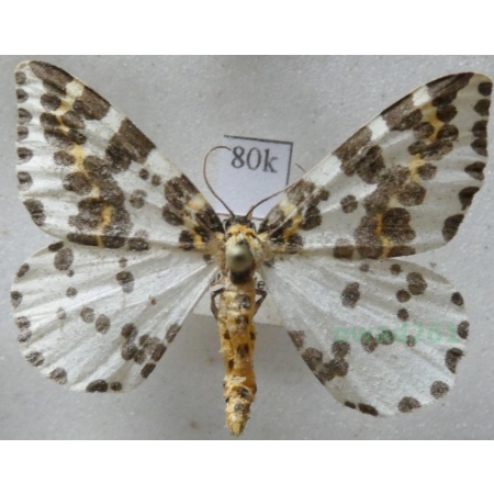 Abraxas grossulariata (Linnaeus, 1758) female Plamiec agreściak Czech80k